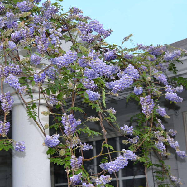 Wisteria frutescens Amethyst Falls