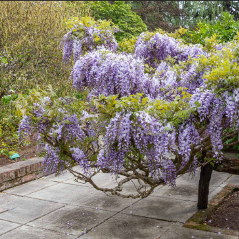Wisteria sinensis Chinese Wisteria