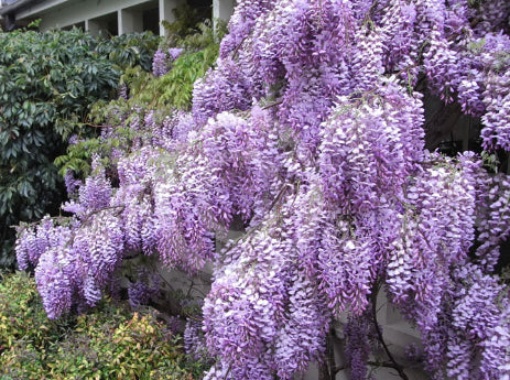 Wisteria sinensis Chinese Wisteria