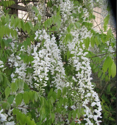 Wisteria sinensis Alba