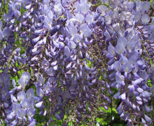 Wisteria sinensis Blue