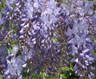 Wisteria sinensis Blue