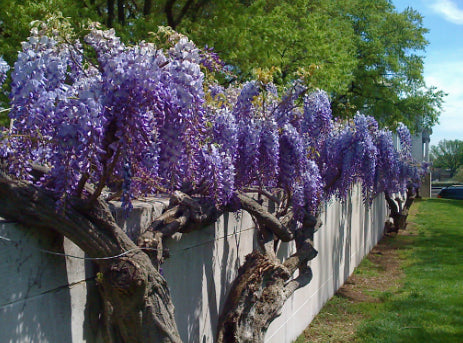 Wisteria sinensis Blue Sapphire