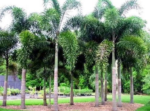 Wodyetia bifurcata Foxtail Palm
