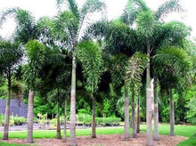 Load image into Gallery viewer, Wodyetia bifurcata Foxtail Palm
