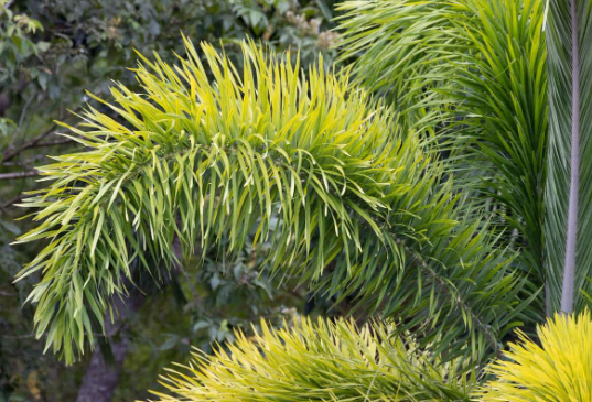 Wodyetia bifurcata Foxtail Palm