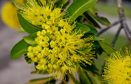 Xanthostemon chrysanthus Fairhill Gold