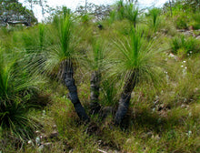 Load image into Gallery viewer, Xanthorrhoea johnsonii
