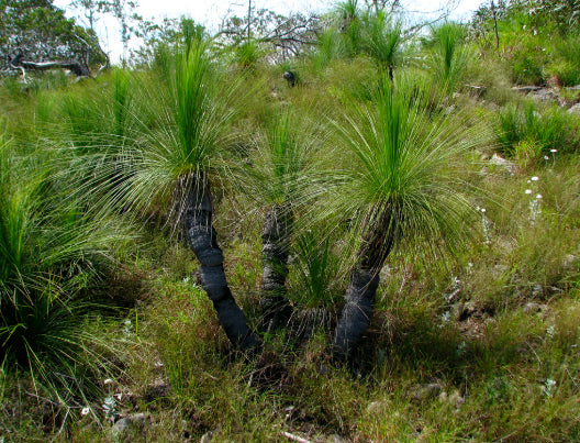 Xanthorrhoea johnsonii