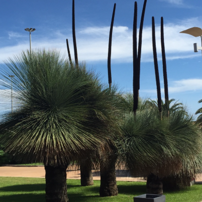 Xanthorrhoea johnsonii