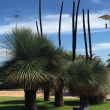 Load image into Gallery viewer, Xanthorrhoea johnsonii
