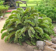 Zamia furfuracea
