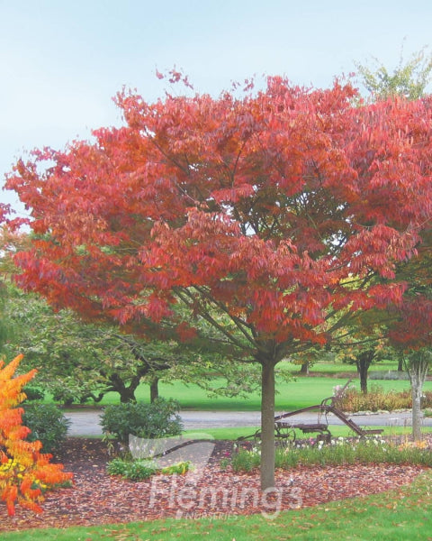 Zelkova serrata Schmidtlow Wireless tm