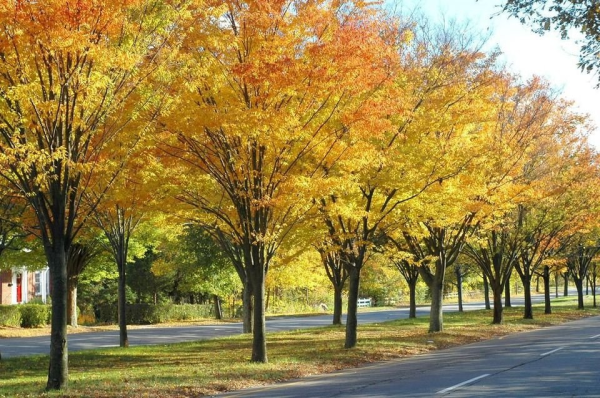 Zelkova serrata Schmidtlow Wireless tm