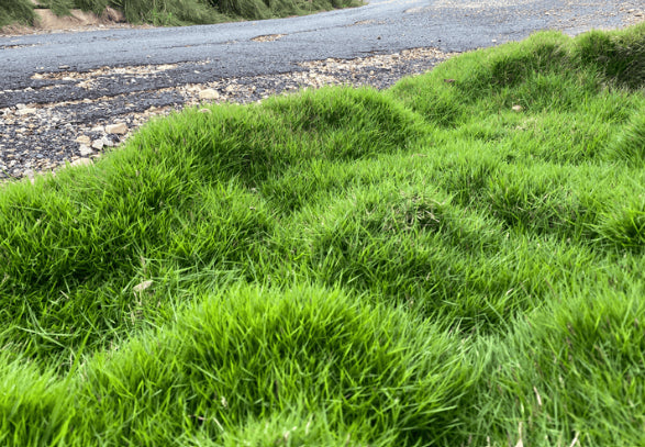Zoysia Zen Grass® 