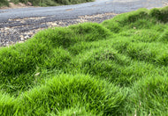 Zoysia Zen Grass® 