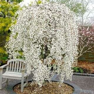 Prunus subhirtella Falling Snow Weeping Cherry - Standards 1.2m / 1.5m / 1.8m.