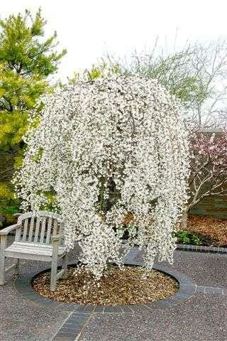 Prunus 'Falling Snow' - White Weeping Cherry Standards 1.2 m