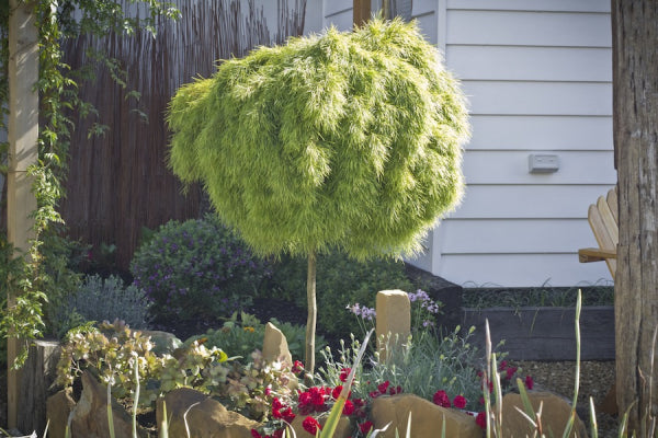 Acacia cognata 'Limelight' Standard