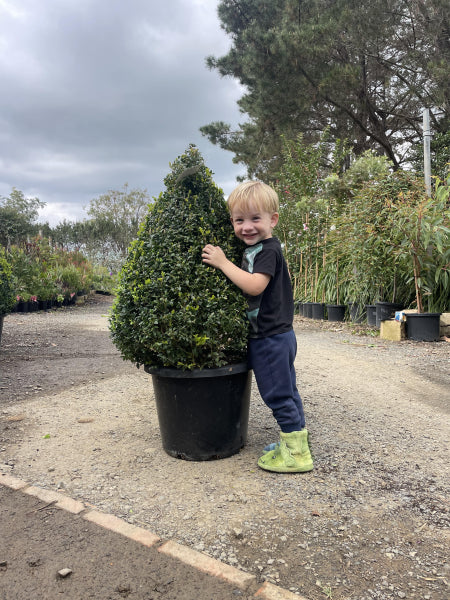 Buxus sempervirens {English Box} Topiary Cones
