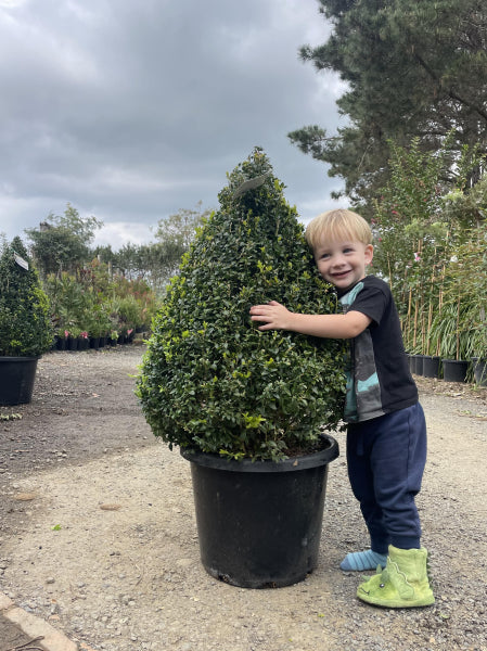 Buxus sempervirens {English Box} Topiary Cones