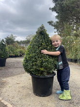 Load image into Gallery viewer, Buxus sempervirens {English Box} Topiary Cones
