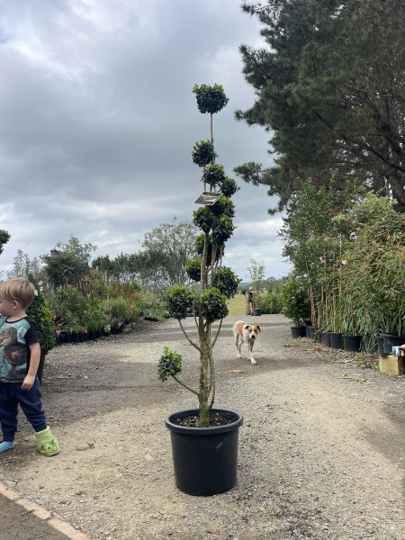 Buxus sempervirens {English Box} Topiary Clouds – Mountain View Nursery