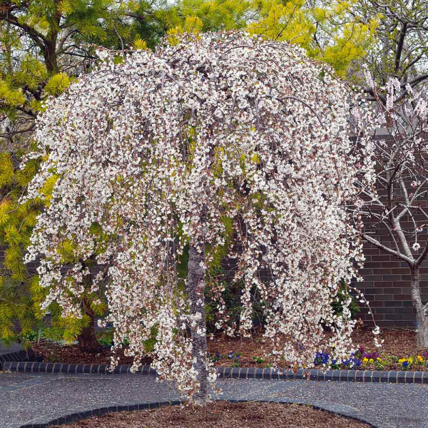 Prunus snofozam Snow Fountain Short Standards