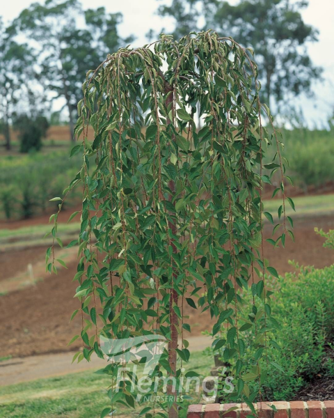 Prunus snofozam Snow Fountain Short Standards
