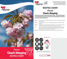 Load image into Gallery viewer, Prunus serrulata Cheals {Double Pink Weeping Cherry} Standards 1.8m (Tall)
