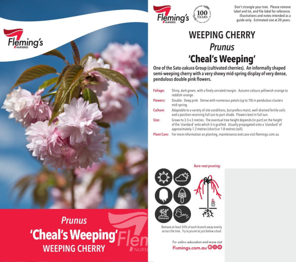 Prunus serrulata Cheals {Double Pink Weeping Cherry} Standards 1.8m (Tall)