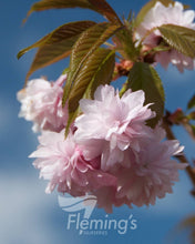 Load image into Gallery viewer, Prunus serrulata Cheals {Double Pink Weeping Cherry} Standards 1.8m (Tall)
