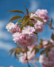 Load image into Gallery viewer, Prunus serrulata Cheals {Double Pink Weeping Cherry} Standards 1.8m (Tall)
