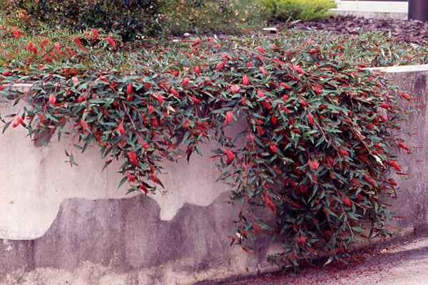 Grevillea Poorinda Royal Mantle