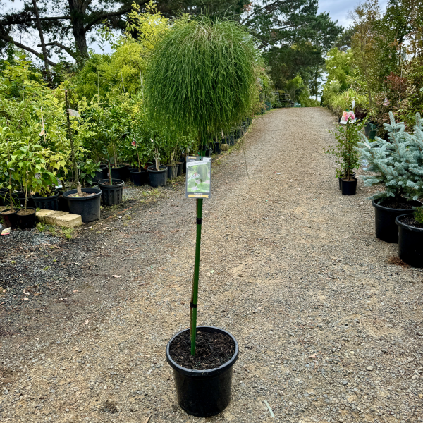 Casuarina glauca Cousin It Standards