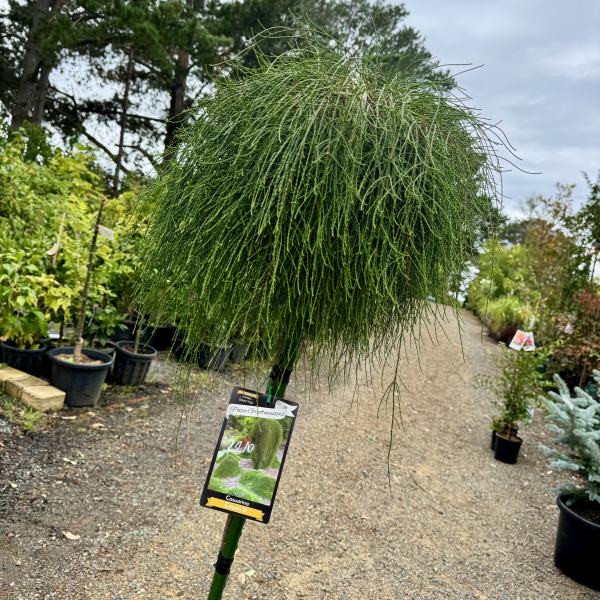 Casuarina glauca Cousin It Standards