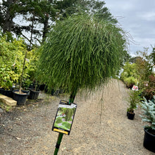Load image into Gallery viewer, Casuarina glauca Cousin It Standards
