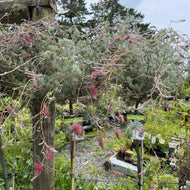 Grevillea thyrsoides Wooly Toothbrush Standards