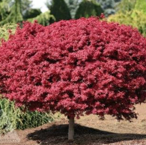 Acer palmatum Shaina Standard