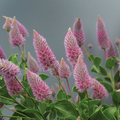 Ptilotus exaltatus Matilda
