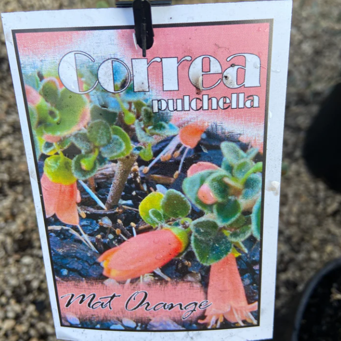 Correa pulchella Mat Orange