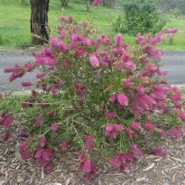 Callistemon Mauve Mist
