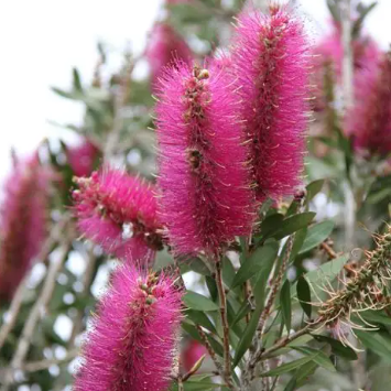 Callistemon Mauve Mist