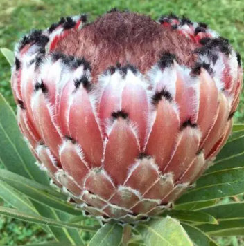 Protea Mayday