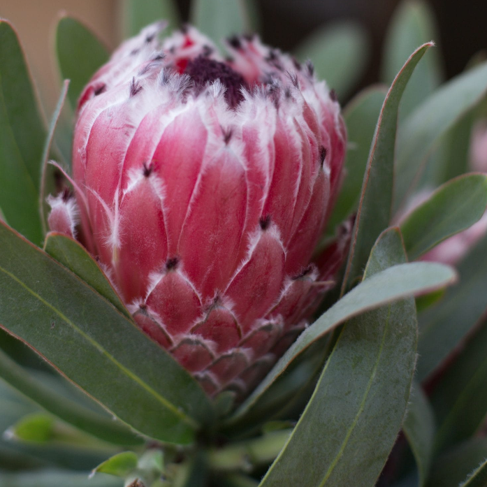 Protea Mayday