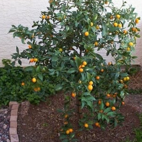 Citrus japonica Kumquat Meiwa Dwarf