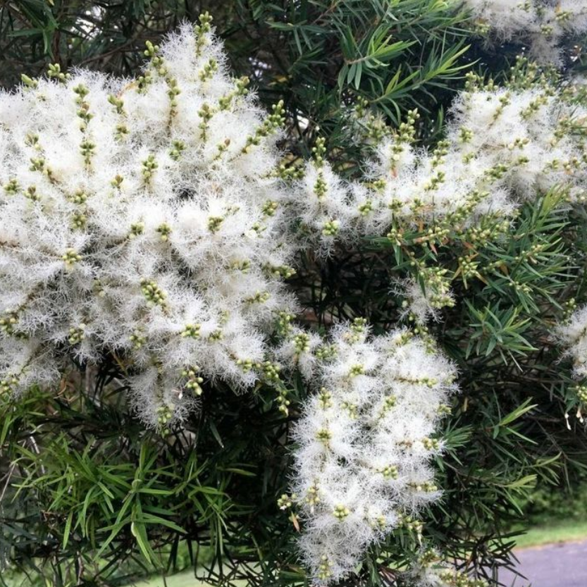 Melaleuca linarifolia