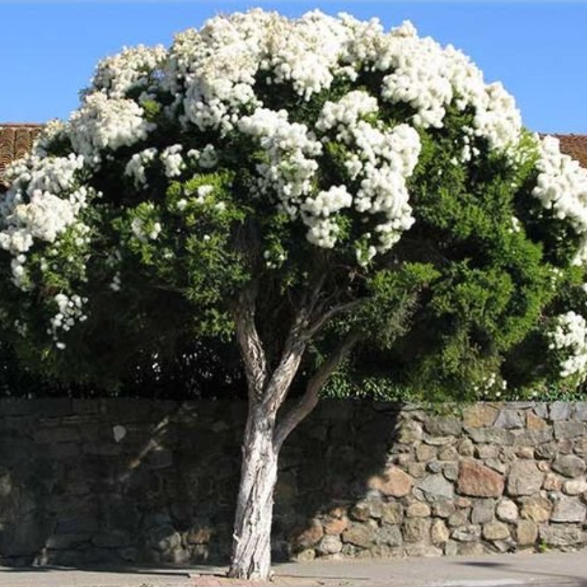 Melaleuca linarifolia