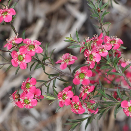 Leptospermum Merinda
