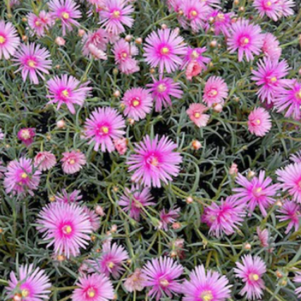 Mesembryanthemum spp. Dwarf Pink